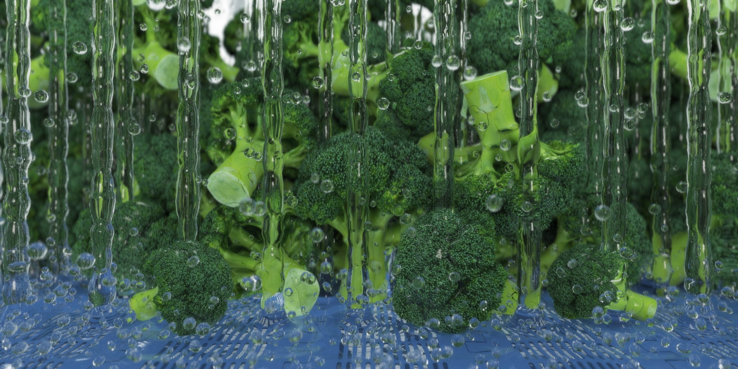 broccoli in rainshower system