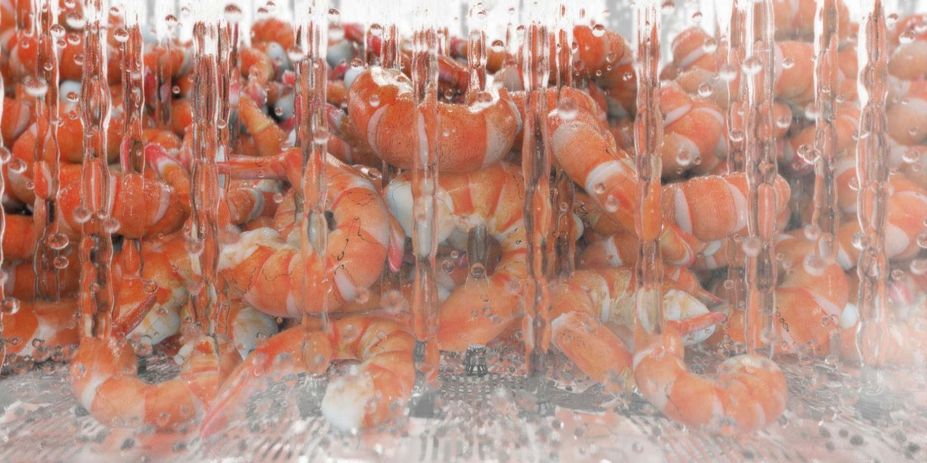 shrimp cooking in water